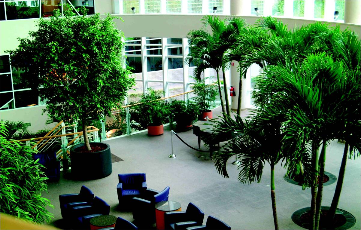 Healthy Indoor Plants