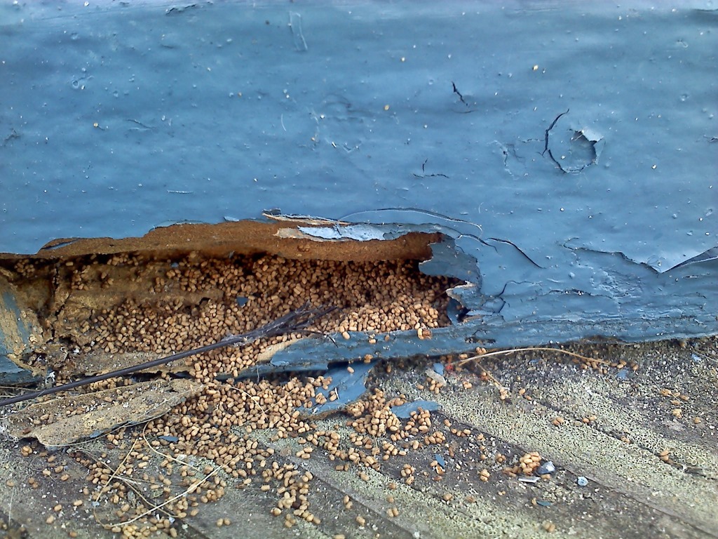 Know Where Your Termites Come From