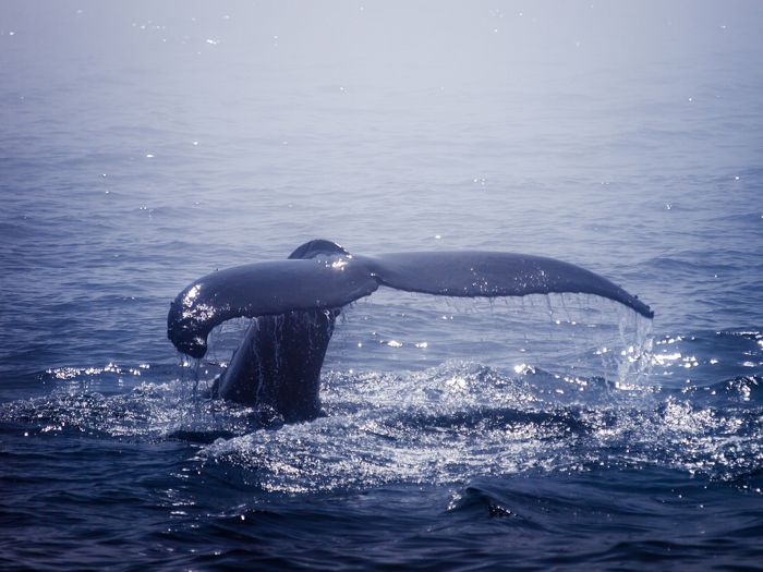 Amazing Places to Go Whale Watching