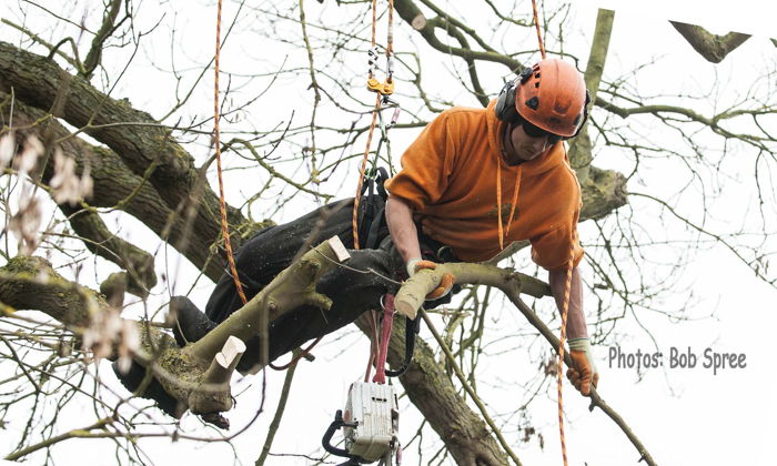 Tree Surgeons Can Be Hard to Hire – How Do You Choose the Right One?