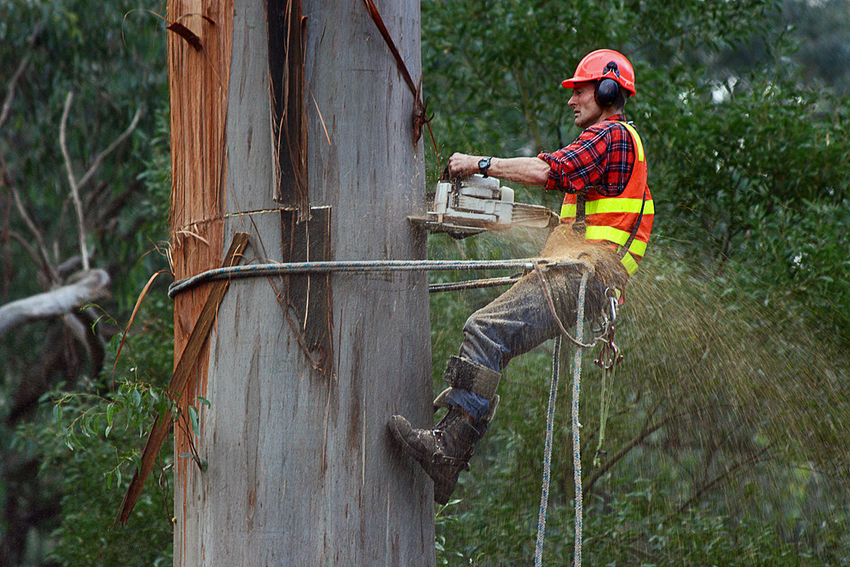 Tree Removal Is a Complex Process – Here Are Proper Tree Removal Techniques