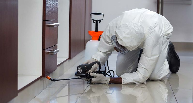 Basic Bed Bug Control Inspection Tips In Termite Treatment For Your Home