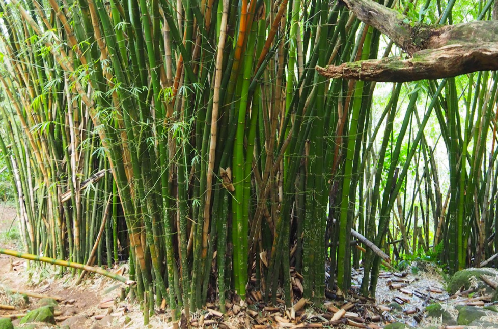 Reasons Why Bamboo Trimming Gold Coast Is Important