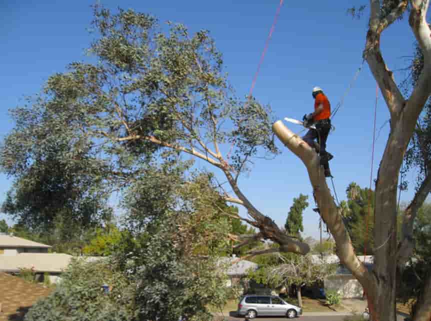 How To Hire A Qualified Arborist In The Gold Coast?