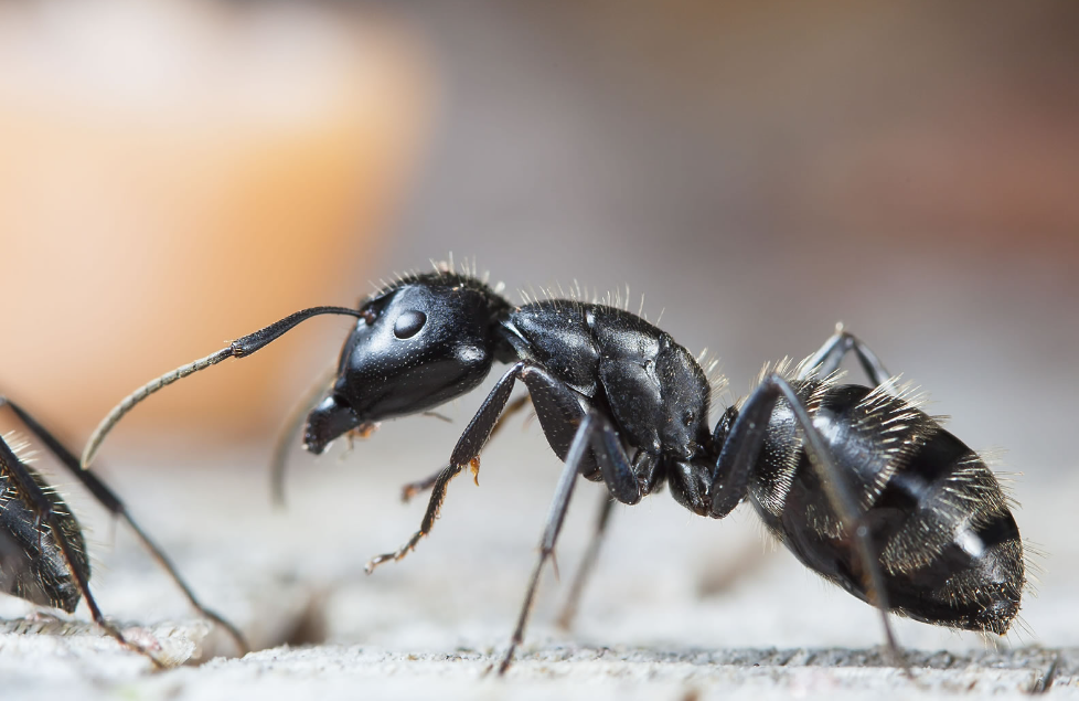 Conquering the Colony: Effective Strategies for Ant Control on the Gold Coast