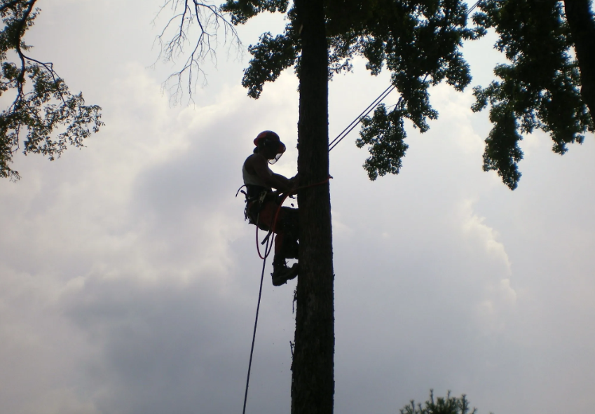 The Essential Roles of a Gold Coast Arborist in Landscape Maintenance