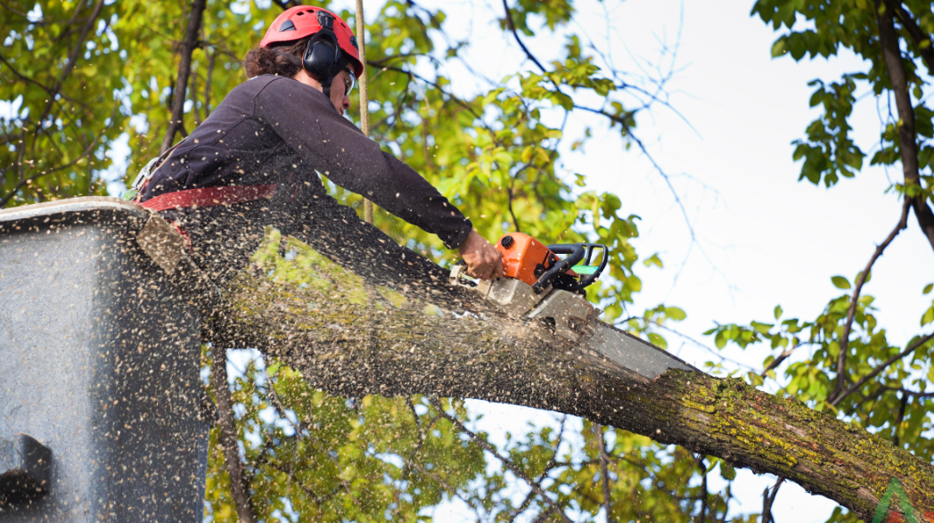 Understanding the Top Reasons Behind Tree Removal in Gold Coast