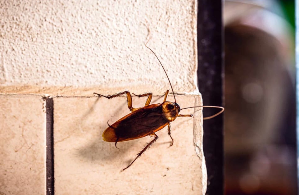 The Ultimate Guide to Pest Control for Gold Coast Cockroaches
