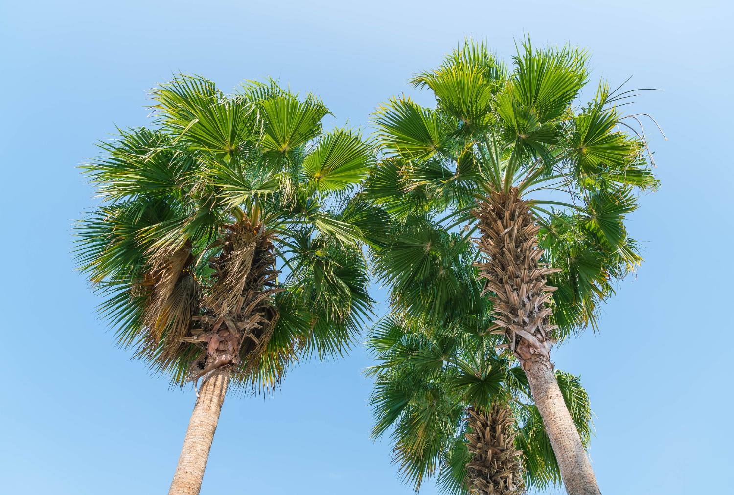 Why Timely Palm Tree Cleaning Matters on the Gold Coast