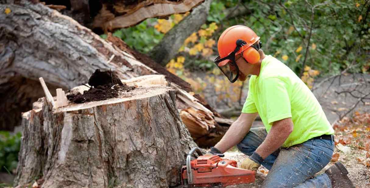 Tree Removal on the Gold Coast: Safe and Professional Service by Frontier Tree Services